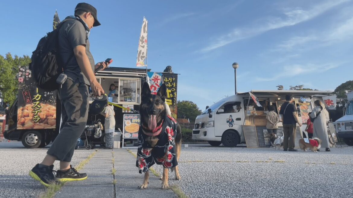 真夏のナイトカーニバルで、愛犬も飼い主も食べすぎました・・・ｗ【ジャーマンシェパード】