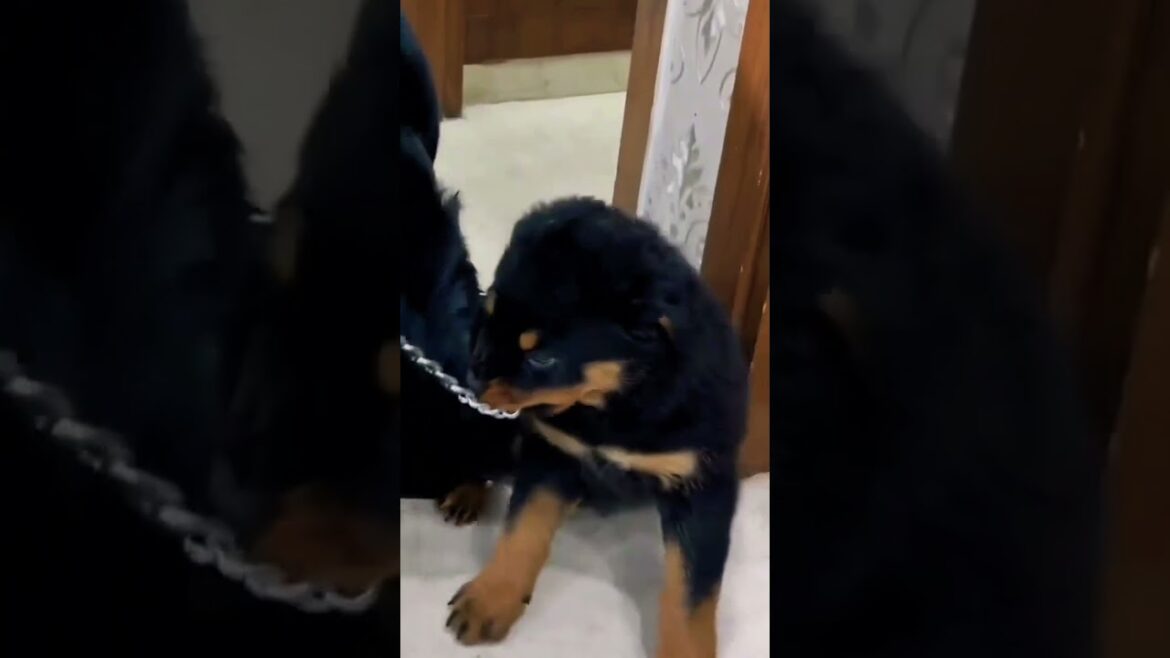 When One Rottweiler Welcomes Another Rottweiler Dog In His Home And Space. #shorts  #rottweiler 🐕🐕