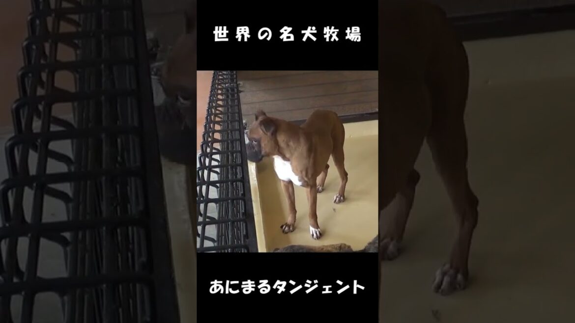 ボクサー犬のボックス #shorts