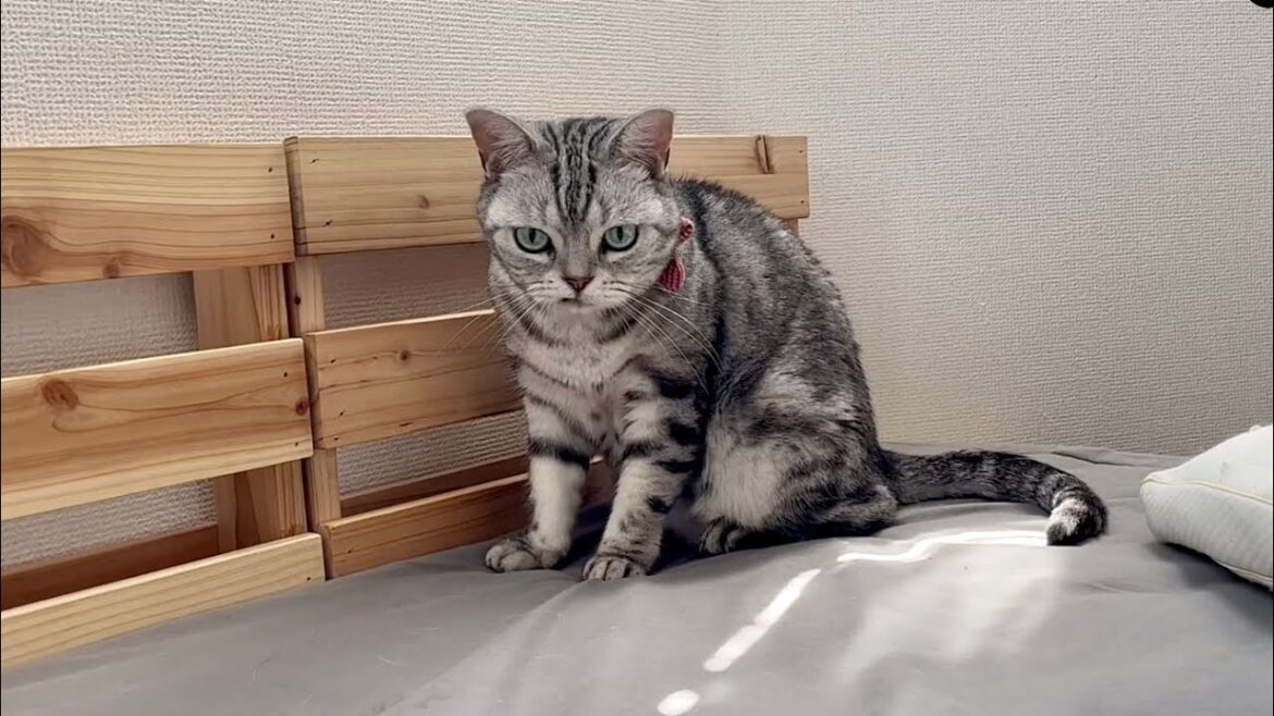 あいちゃんが甘えに来たと思ったら...