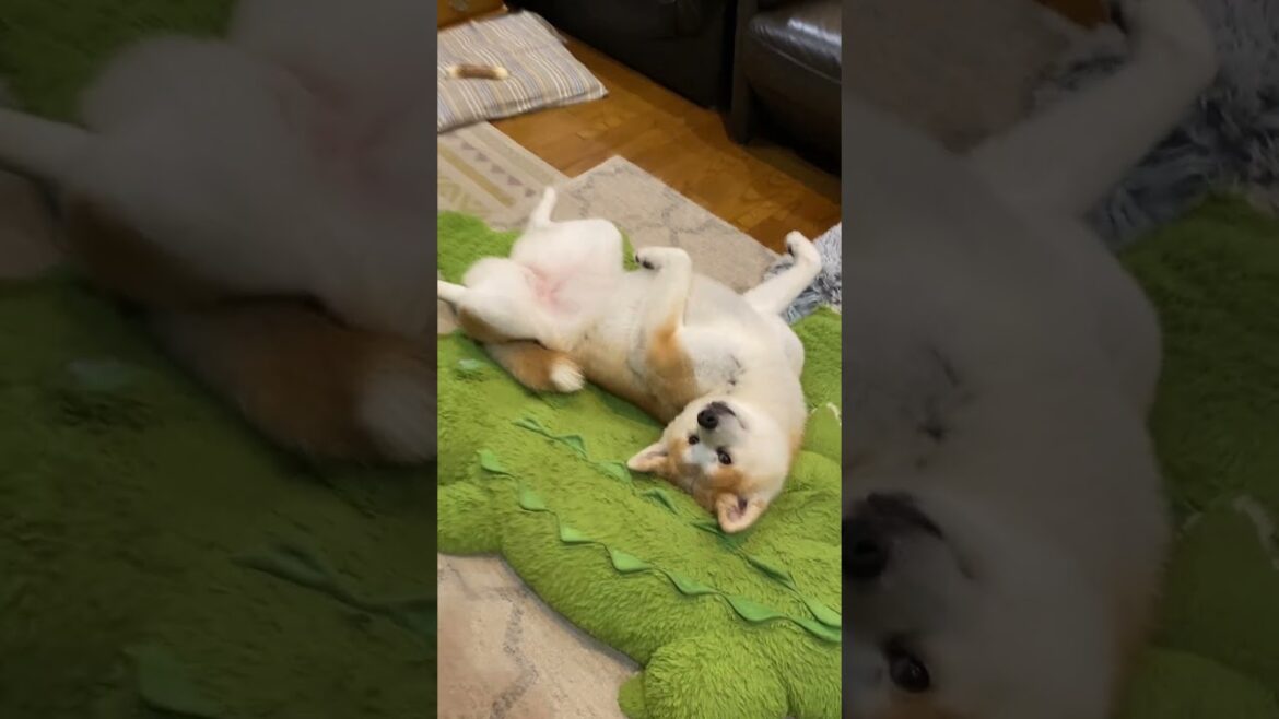 リラックス方法の自由を主張する可愛い秋田犬こむぎ【Akita-inu】@akita-inu-pata #shorts