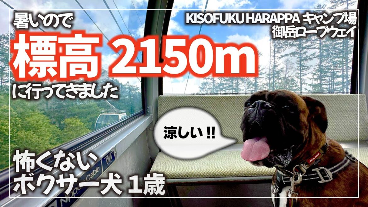 夏でも涼しい御嶽山はボクサー犬におすすめの場所でした!【木曽福島スキー場でキャンプ】 夏でも涼しい御嶽山はボクサー犬におすすめの場所でした!【木曽福島スキー場でキャンプ】