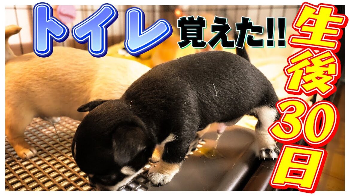 【子犬】生後１か月でトイレをマスターした赤ちゃんチワワブラザーズが凄い！【生後27～30日】
