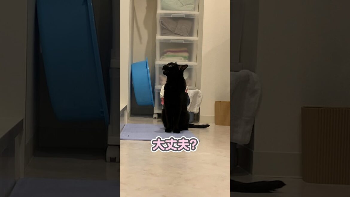 飼い主を心配し過ぎた結果、まさかの行動に…