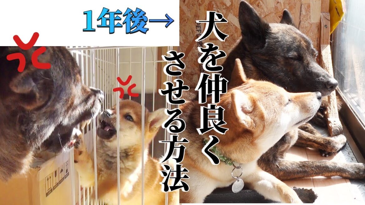 絶対に仲良くなれないと言われた犬を仲良くさせた方法【甲斐犬・柴犬】