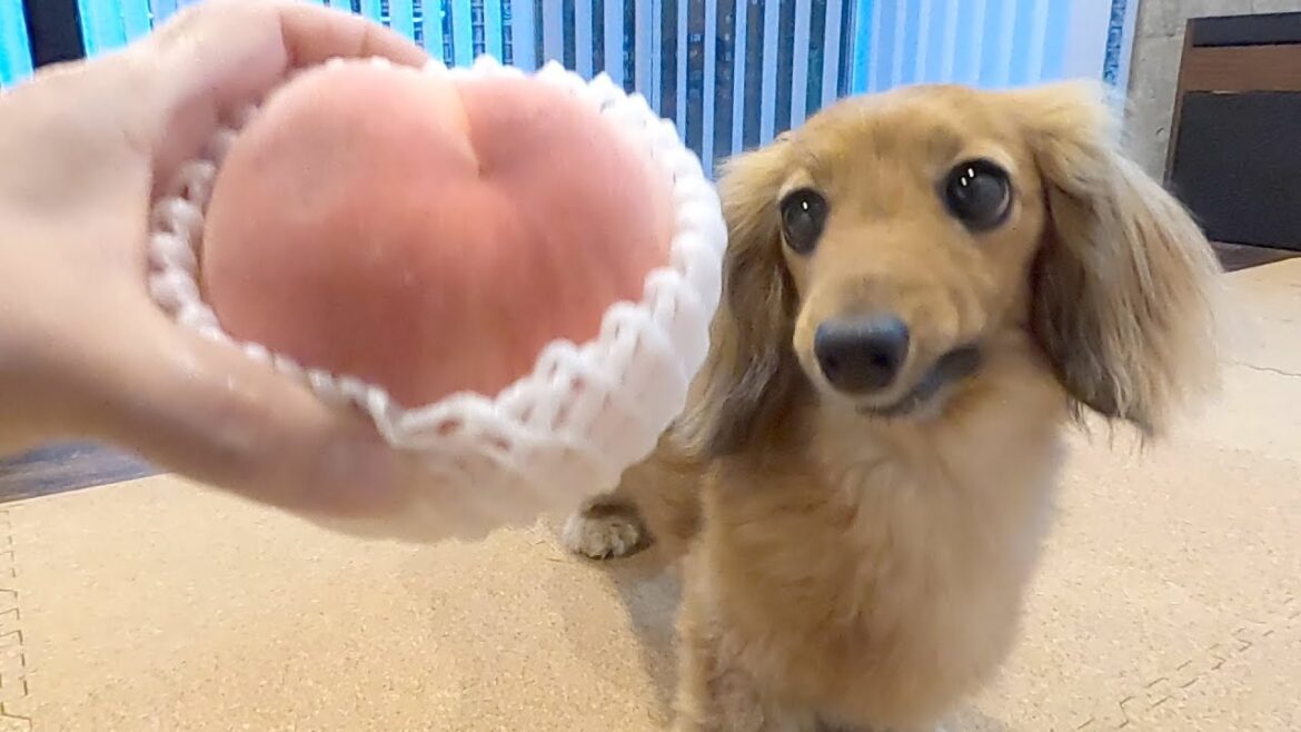桃を堪能するダックスフント