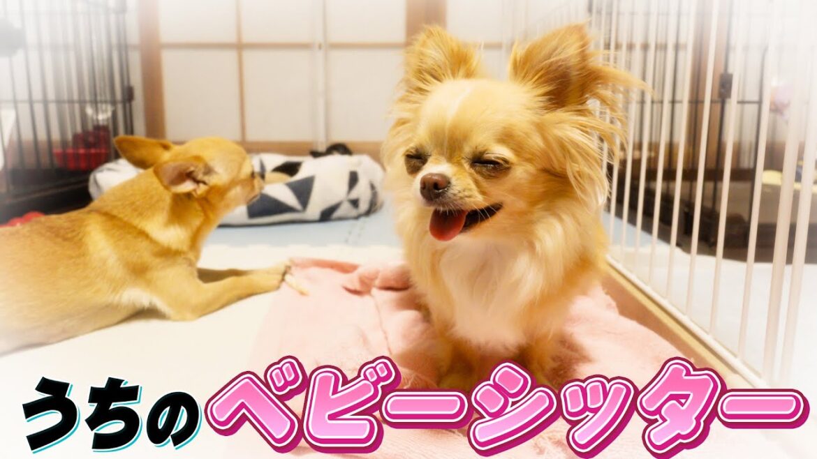 【子犬】我が家の小さなベビーシッターが仕事を始めました【生後38日】