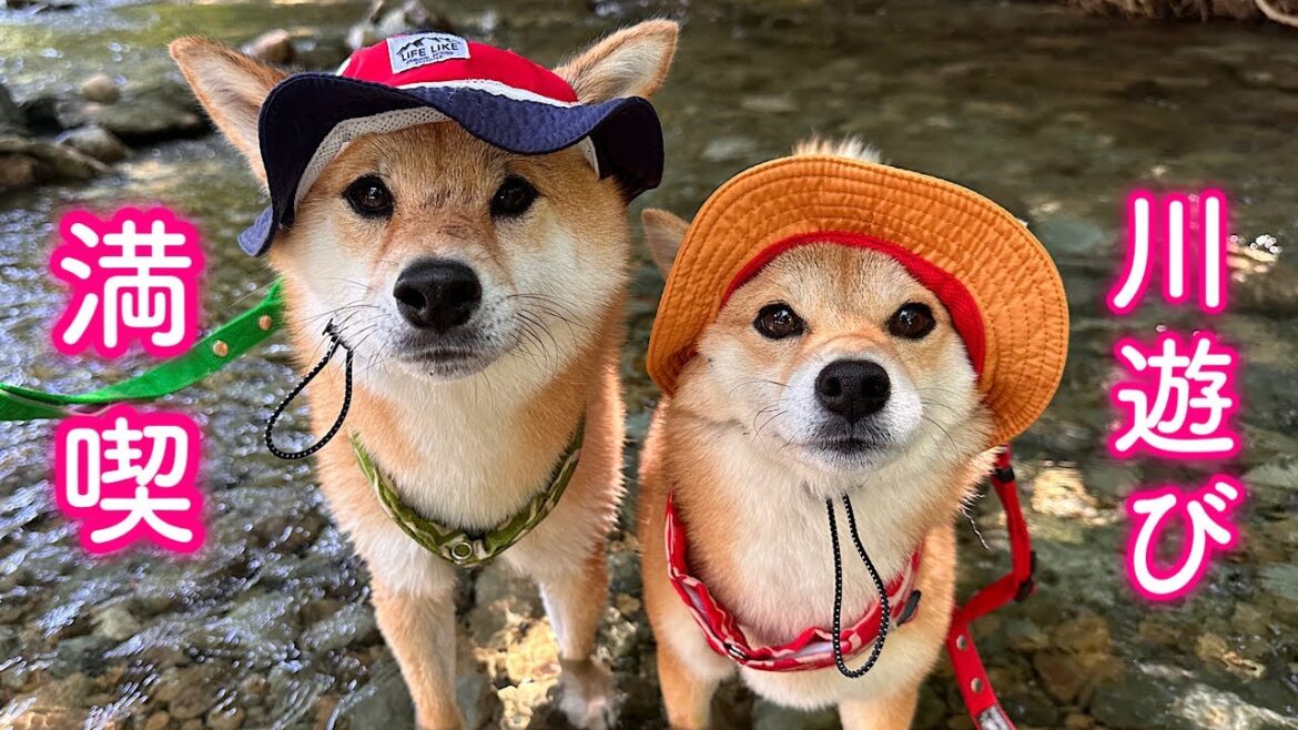 水が大嫌いなことを忘れて誰よりも楽しそうに子供みたいにはしゃぐ柴犬が可愛い 水が大嫌いなことを忘れて誰よりも楽しそうに子供みたいにはしゃぐ柴犬が可愛い