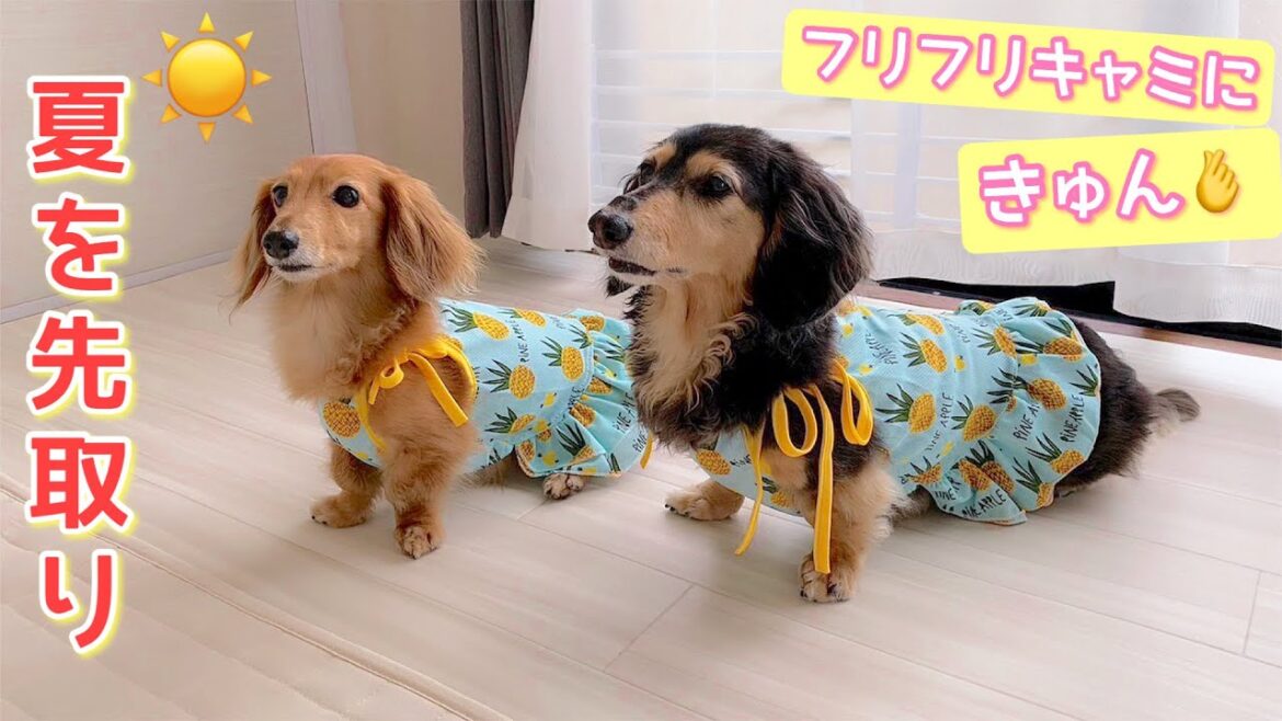 【ダックスフンド】おばあちゃん犬でも～お揃い夏コーデで若返り？！リゾート気分満点☆