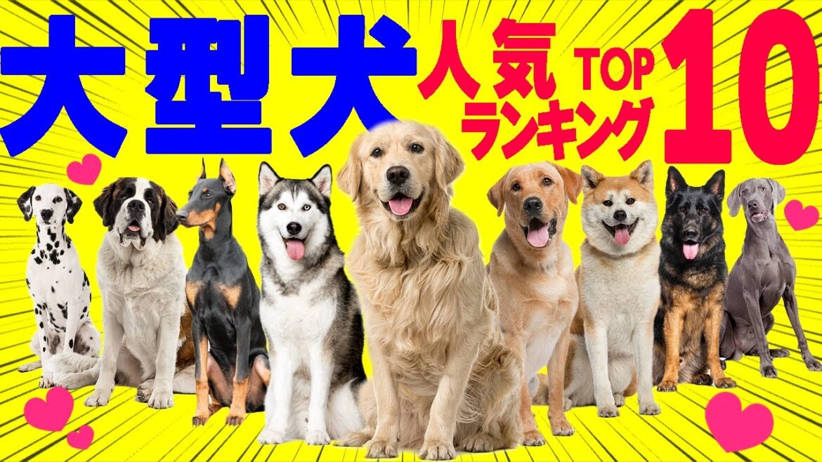 【飼いやすい大型犬の人気ランキングTOP10】犬の性格や特徴!~飼い主の声~ 【飼いやすい大型犬の人気ランキングTOP10】犬の性格や特徴!~飼い主の声~