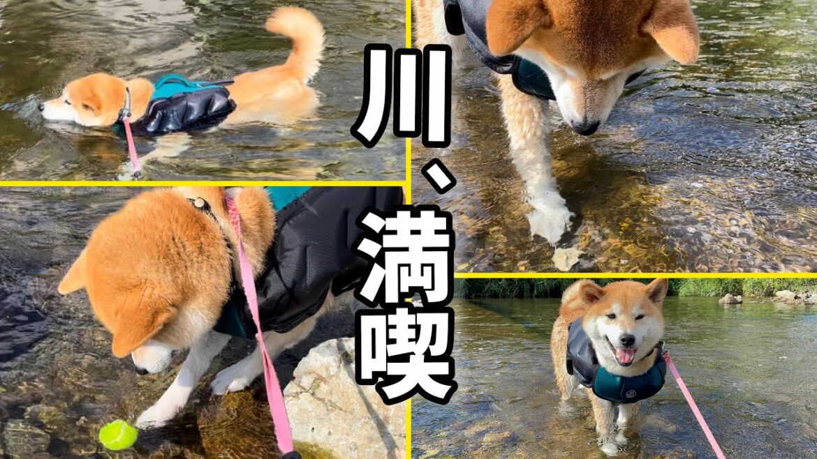 柴犬茶太郎の川遊びに5分だけお付き合いくださいw