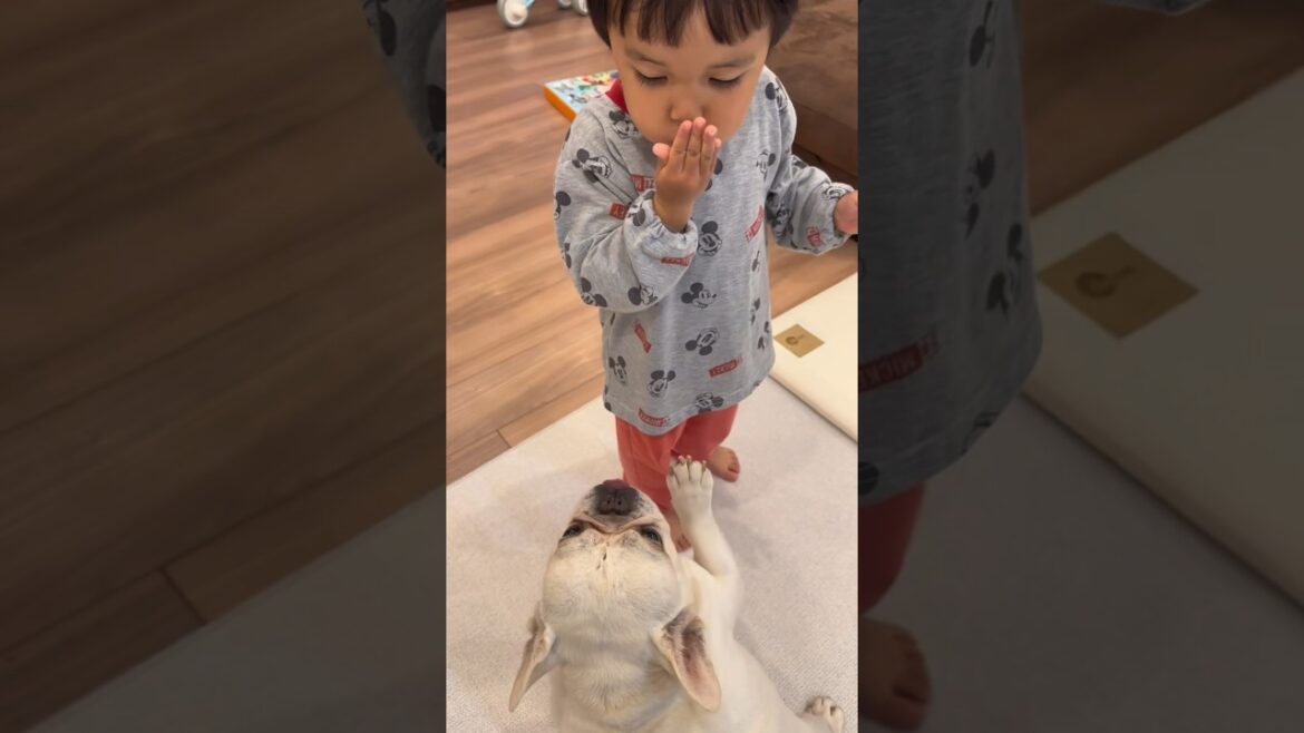 愛犬の為にフーフーする3歳児 #shorts #フレンチブルドッグ #保護犬