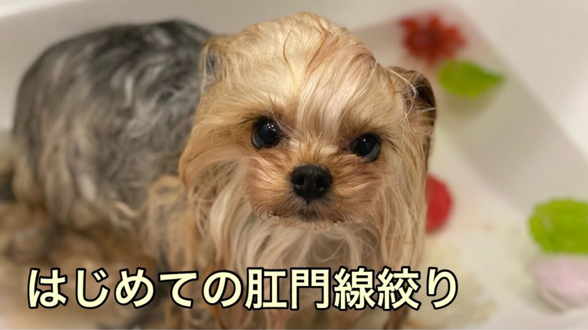 お尻を引きずるので自宅で肛門腺絞り。トリマーさんに教えていただきました【ヨークシャテリア】【マルチーズ】