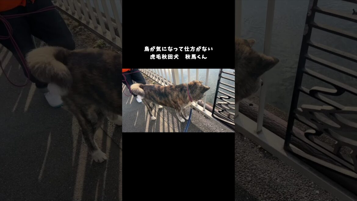 鳩が気になって足をチョンチョンする秋田犬【虎毛】【大型犬】【akita dog】#shorts