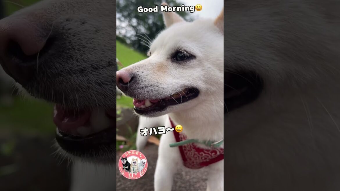 【おはようございます】三色豆柴の朝のご挨拶
