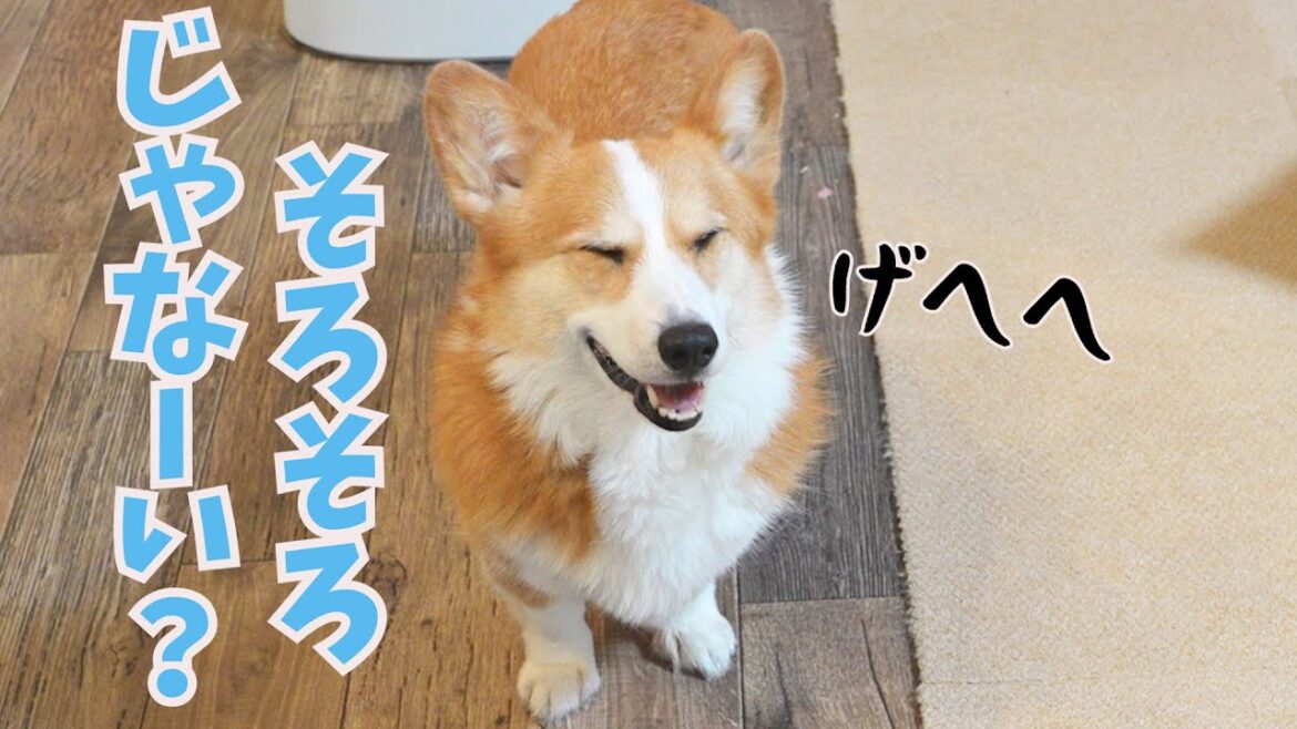 ちょっと早めにご飯の催促をしてみたコーギー犬