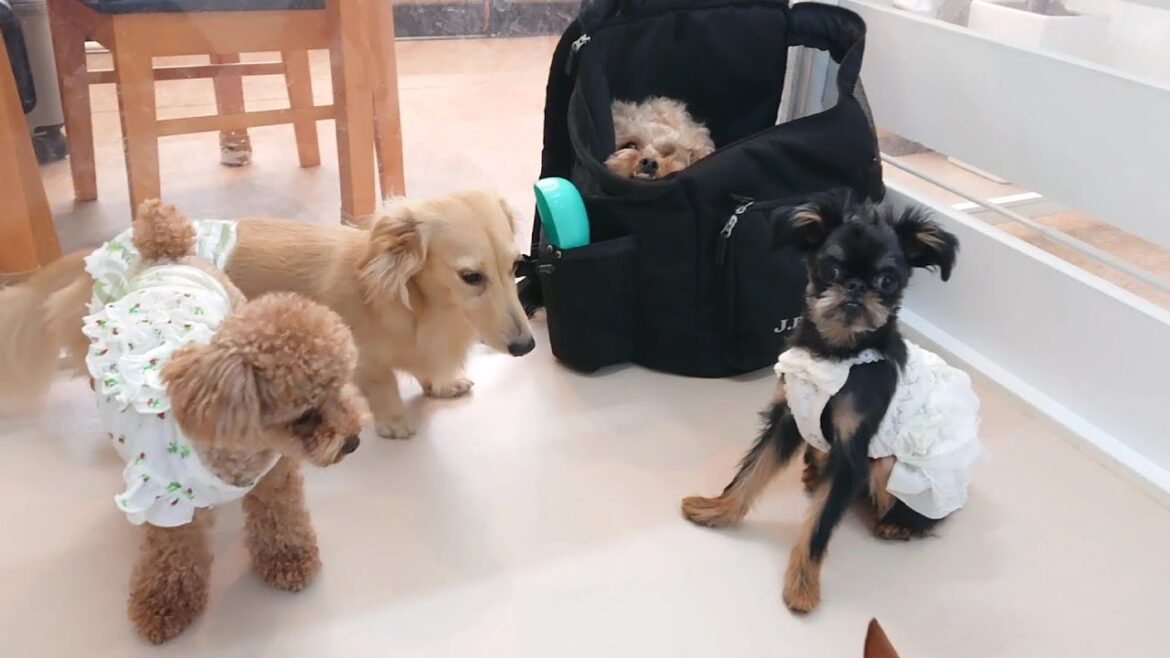 はじめてペキプーが出てくるのを待つメンズたち　🐶ひみつきちなう！①🐶  2023年7月20日