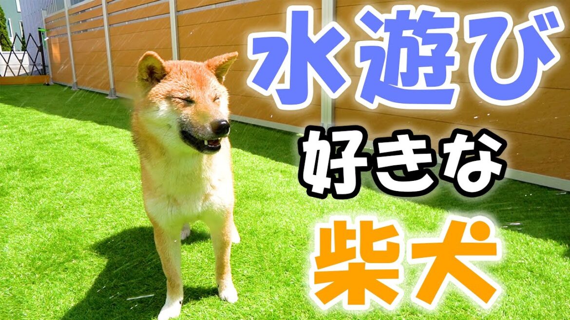 水遊びが大好きな可愛い柴犬を見つけました