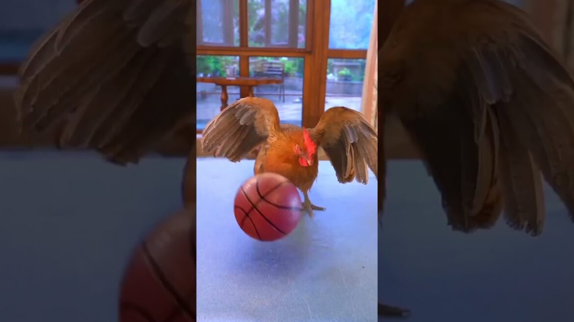 brown cat play foot ball🐱😼#youtubeshorts