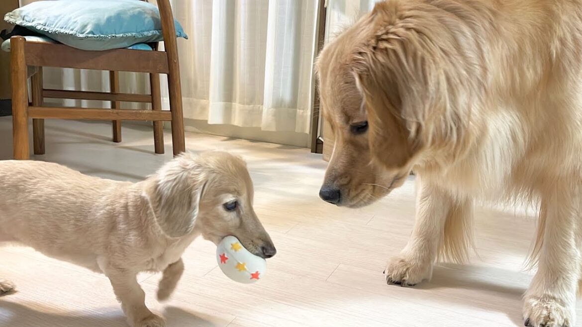 大好きなおもちゃもシニア犬には譲ってあげるゴールデンレトリバーが優しい