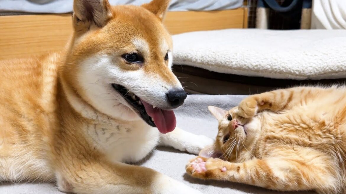 いつもお世話上手な猫が今日は超甘えん坊で柴犬や飼い主にデレデレでした笑