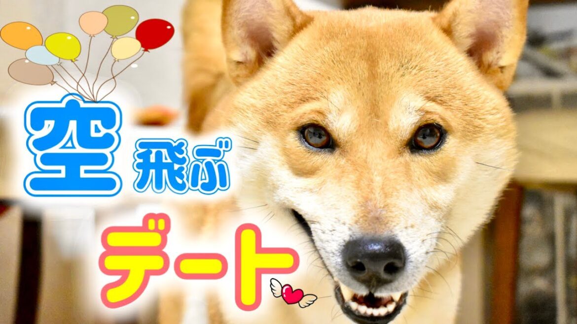 実験に成功した柴犬とアラフォー男が大人と子供達に向けて夏のアドバイス【あるじのステップ】