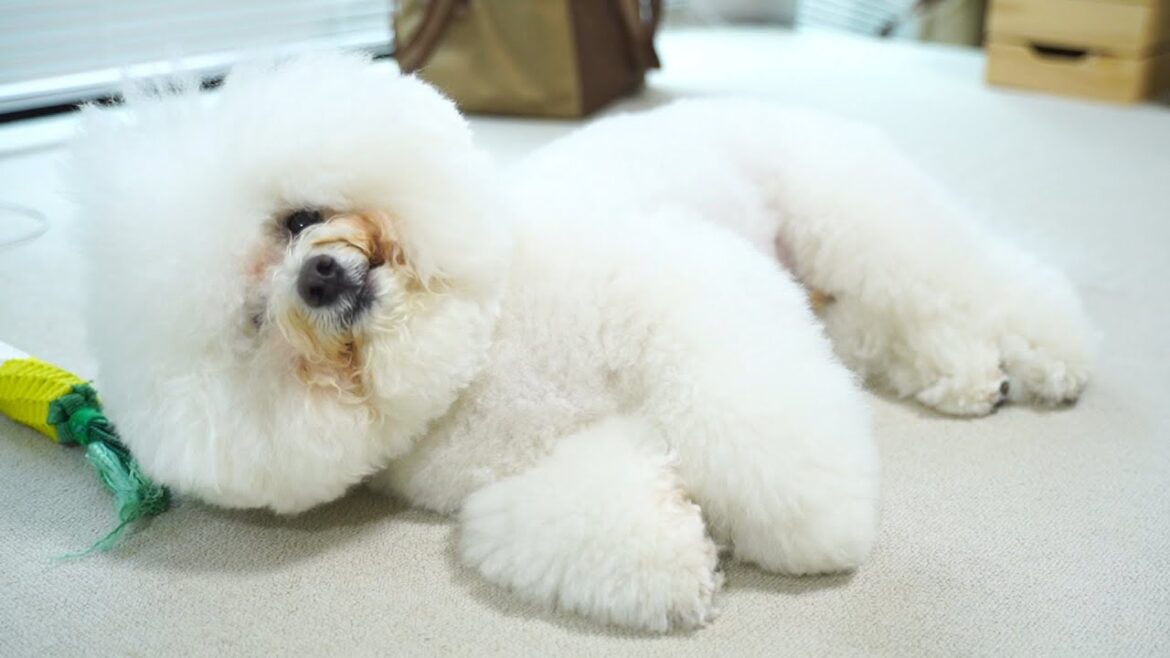 ビションフリーゼトリミングの日の過ごし方 ビションフリーゼトリミングの日の過ごし方