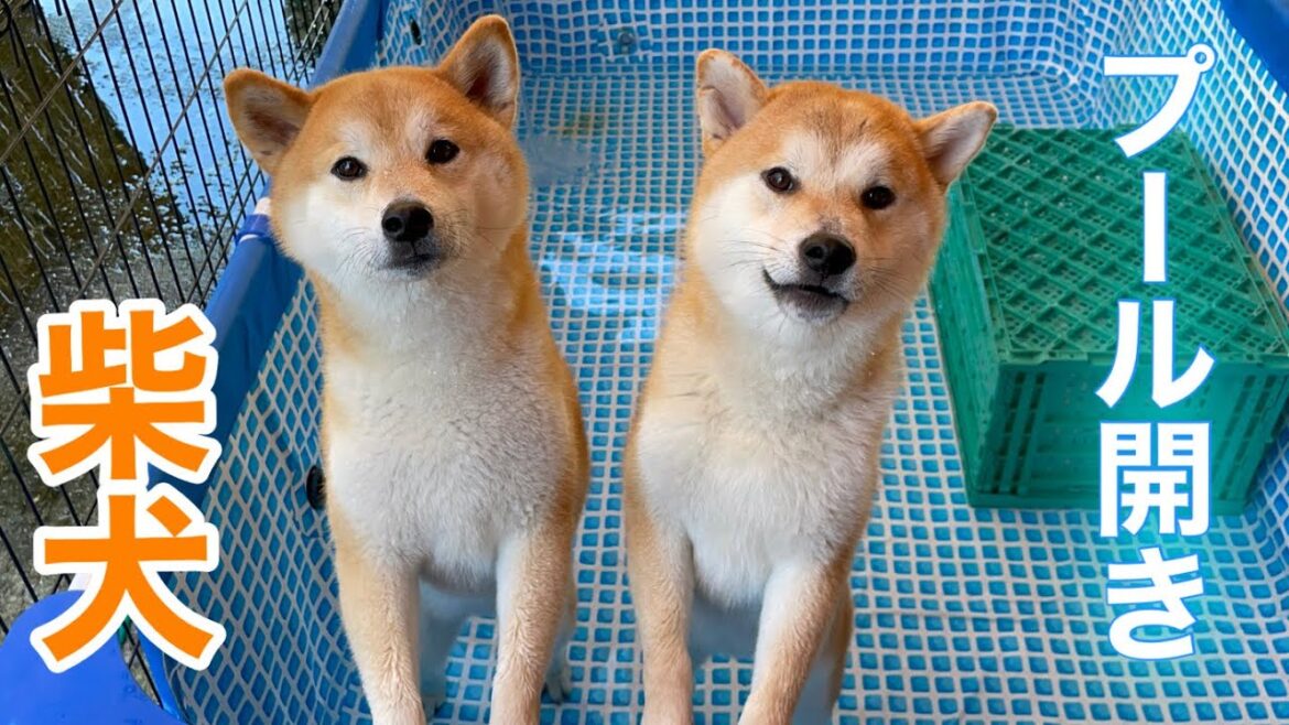 プールが初めての柴犬笑太郎は夢中で遊び過ぎてアクシデント連発でしたw