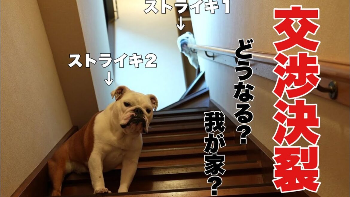 早朝5時から愛犬のお出かけ拒否宣言！！急階段での攻防戦の結末が悲しい過ぎた😭