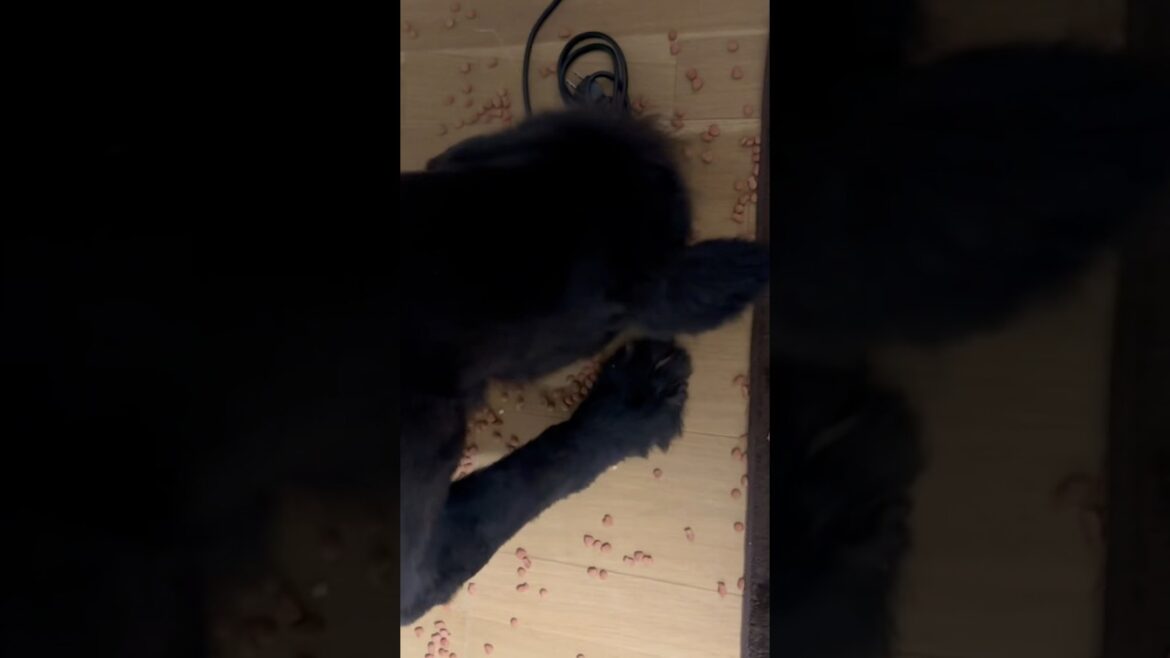 食いしん坊 ボス君 イタズラ😛 超大型犬 ニューファンドランド ボス君 グレートデン クィーンちゃん 保護猫 多頭飼育 渡辺ボス 犬好き 猫好き