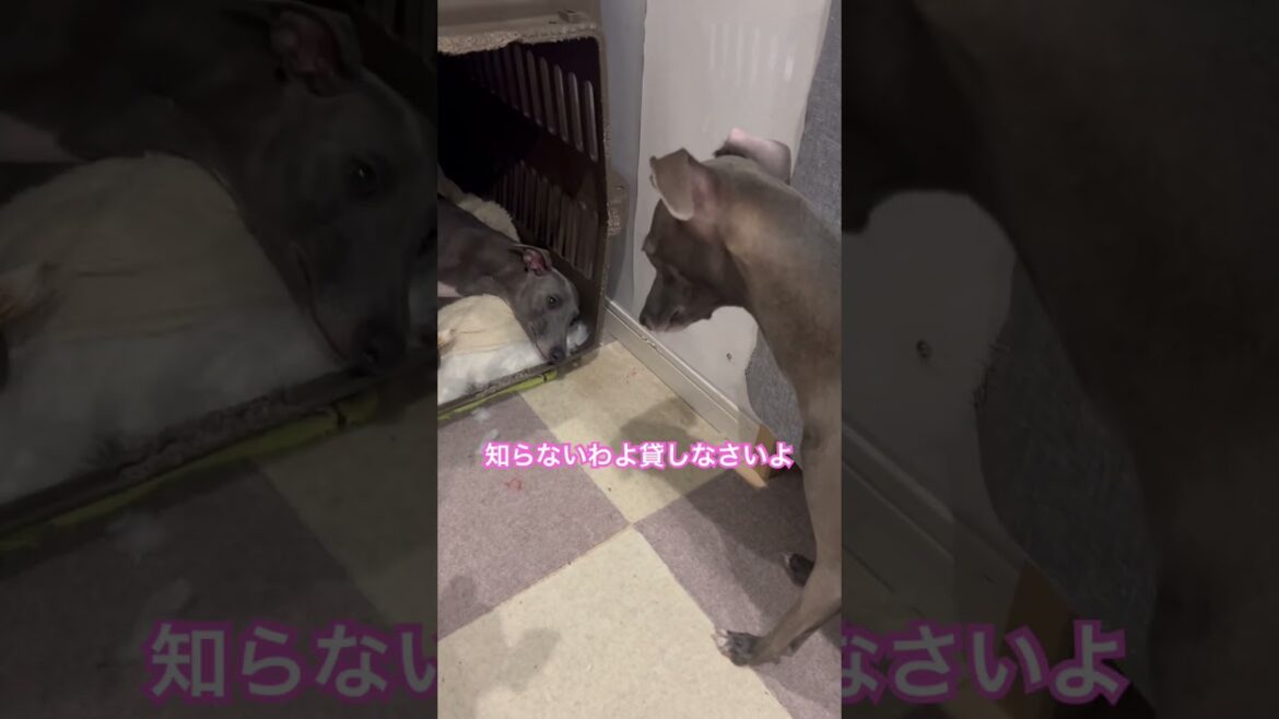 【可愛い】音量オン推奨！文句を言うイタグレ