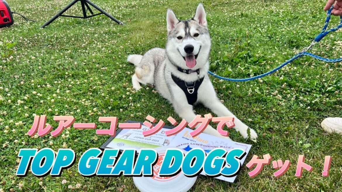 ハスキーシンバ　野生の本能が覚醒！？ルアーコーシングで快走