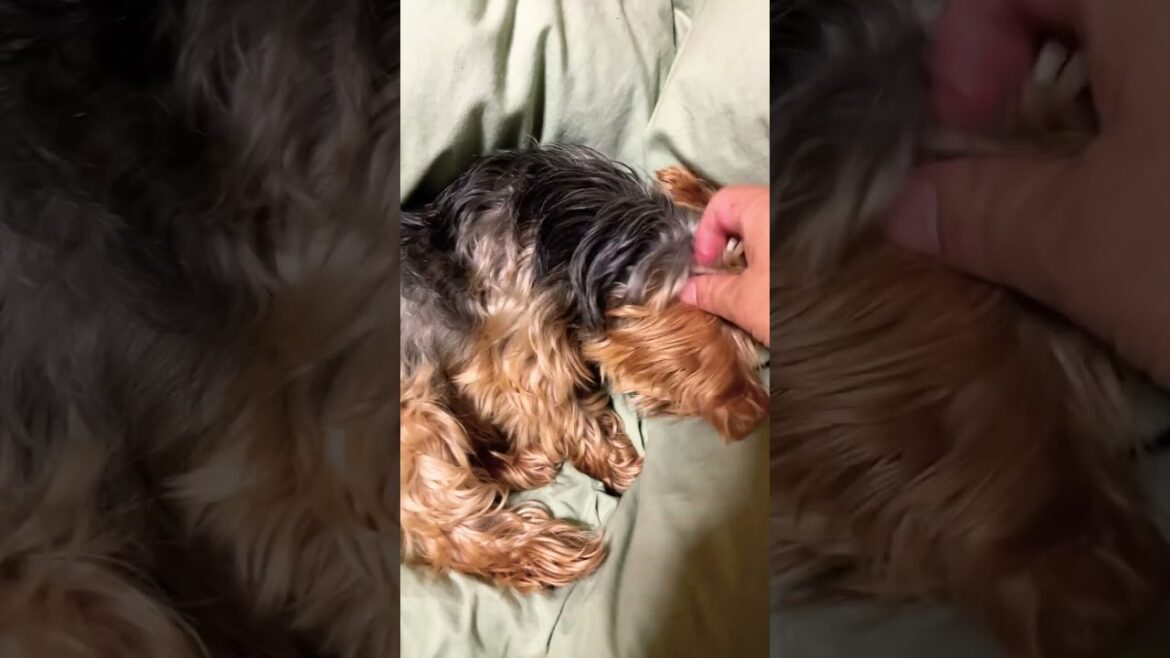 しっぽを褒められて、恥ずかしがるヨーキー￼ #ヨーキー #ヨークシャーテリア #犬の尻尾
