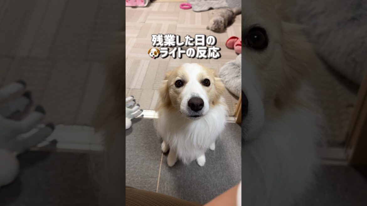 残業した日の犬の反応に、胸が締め付けられます...【ボーダーコリー】#shorts