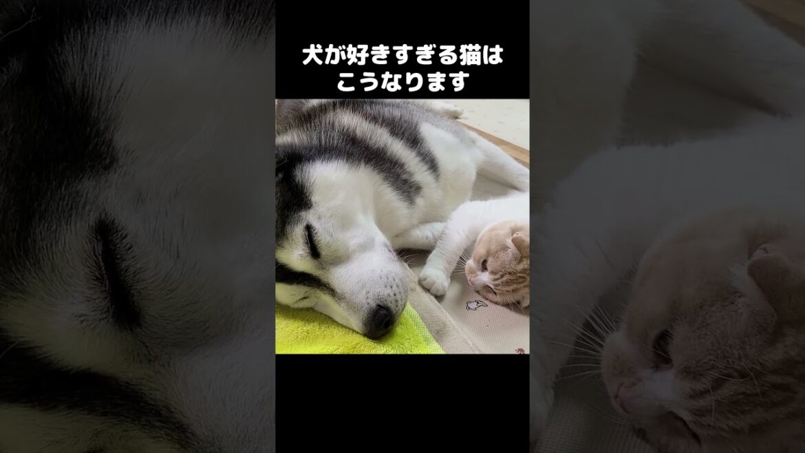 ハスキー犬が好きすぎて猫がこうなっちゃいました...#short