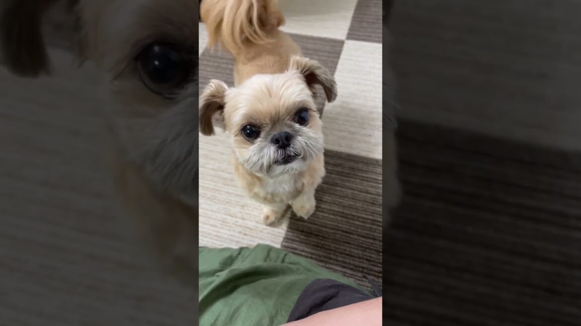 愛犬のおねだりの声が可愛い チワワ×シーズー #shorts