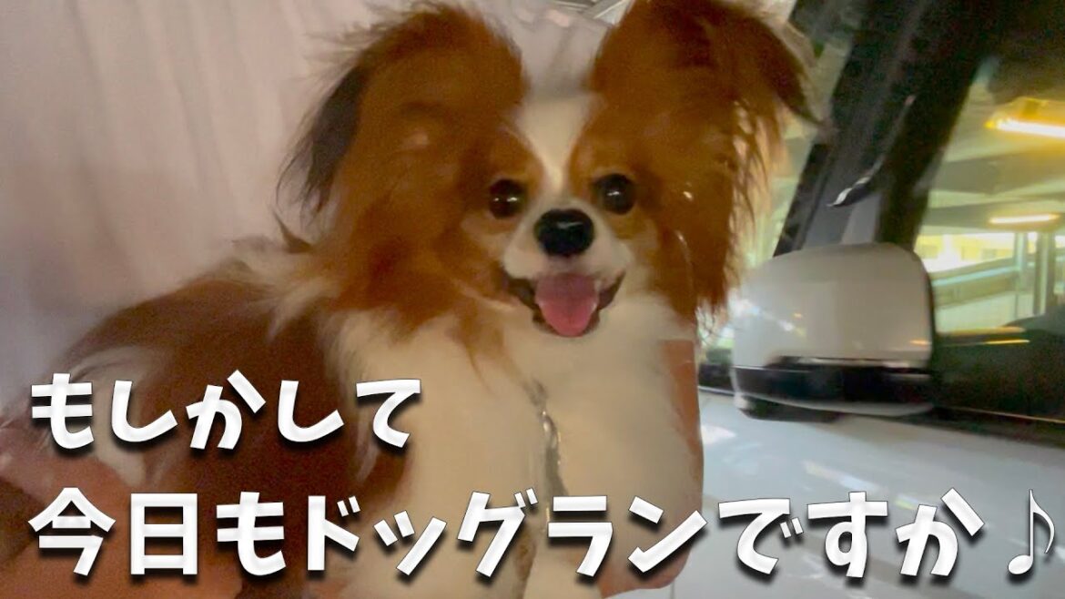 もしかして今週もドッグランですか？嬉しいんですけど♪期待から一転！待っていたものは。#papillon  #パピヨン