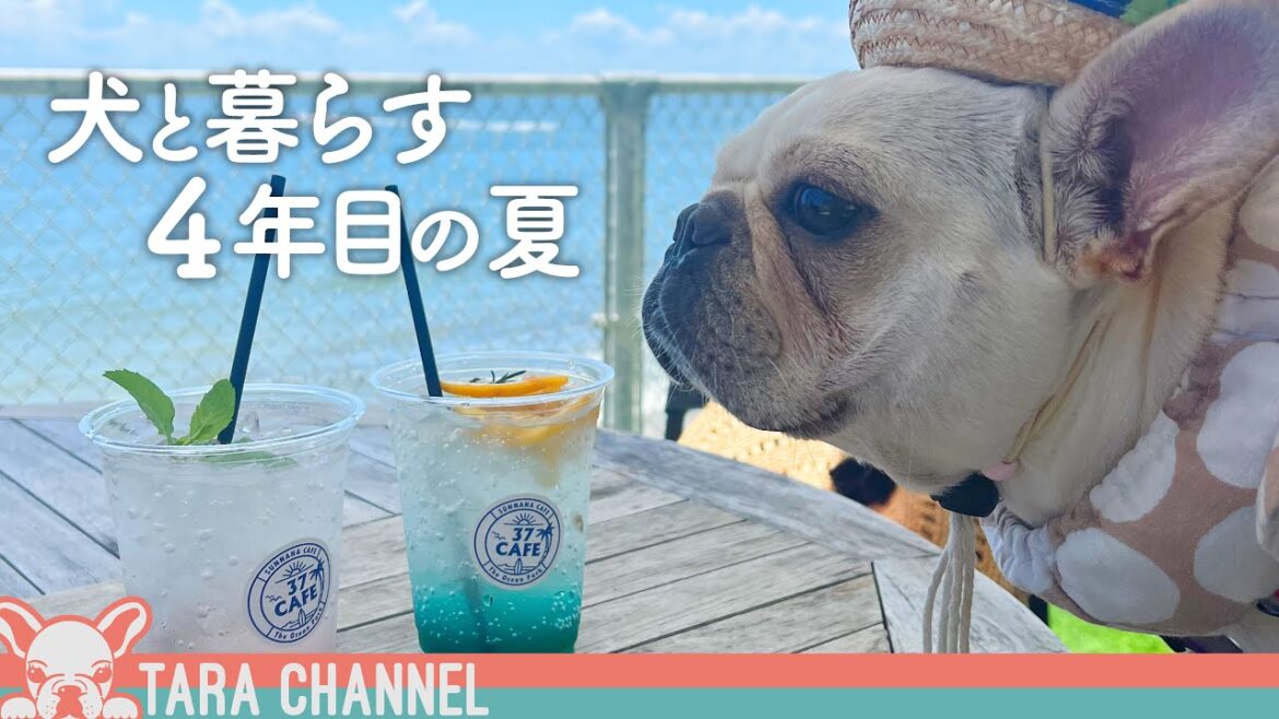 犬との暮らし4年目になる夏の思い出