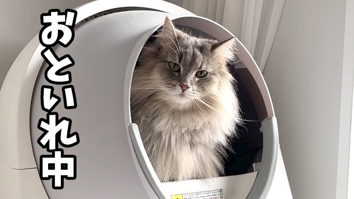 おトイレ中を真剣にしている猫の顔が可愛すぎました う○ちチャレンジもあるよ！ ノルウェージャンフォレストキャット