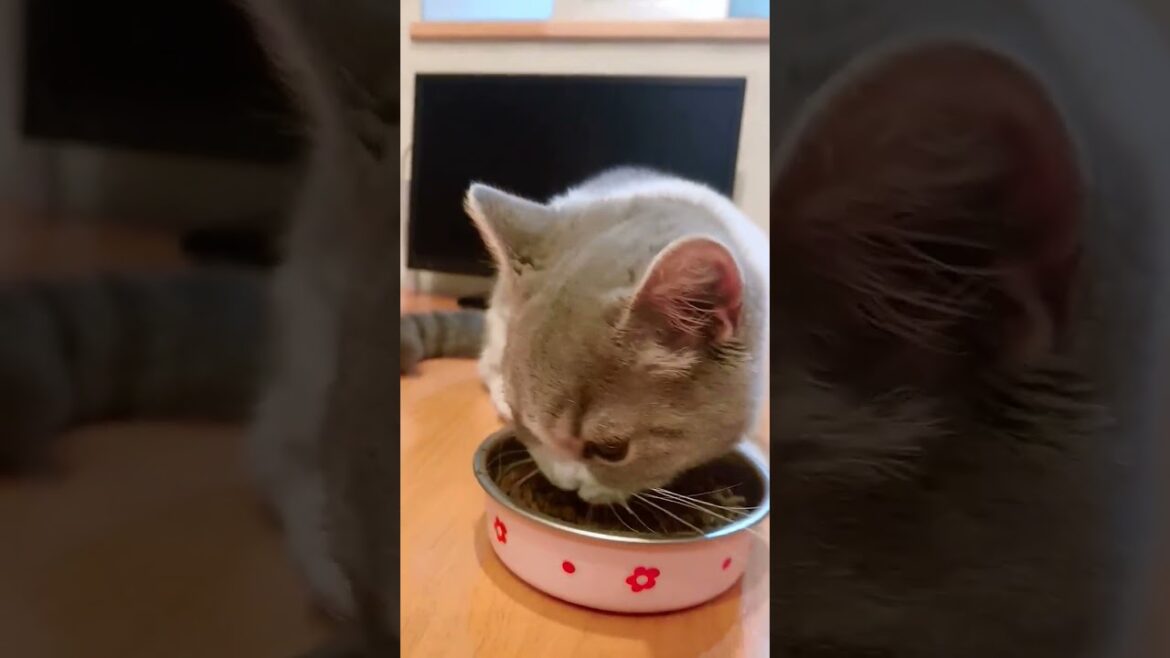 【マンチカン】まんまをちょうだいする!ゆめ!日本猫!I love cat!
