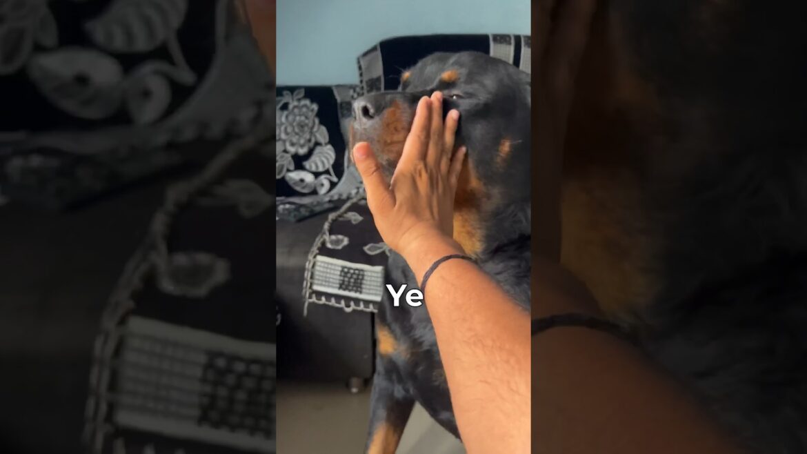 Bruzzo ko kiya paresan😅|#rottweilerthebruzzo9212 #rottweiler #dog #viral #funny #shorts