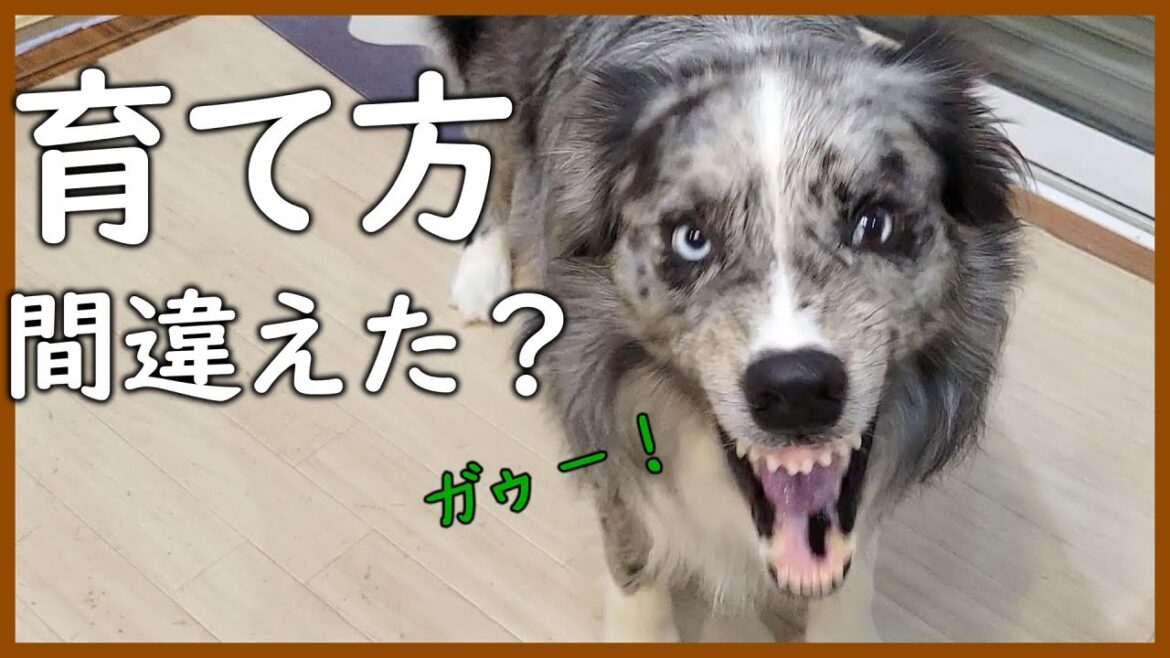 【警戒心強め】唸る犬の換毛期のブラッシングは大変！？【ボーダーコリー】
