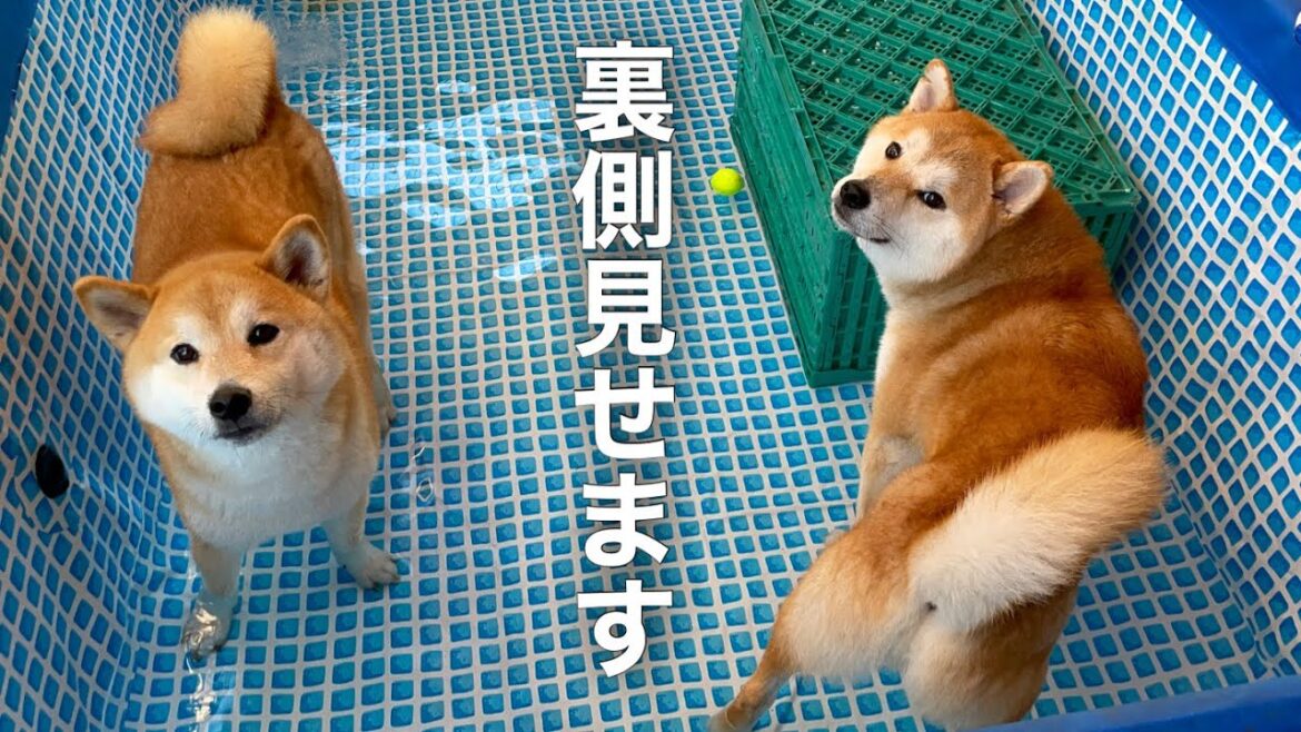 プールサイドの柴犬たち(プール開きの裏側) プールサイドの柴犬たち(プール開きの裏側)