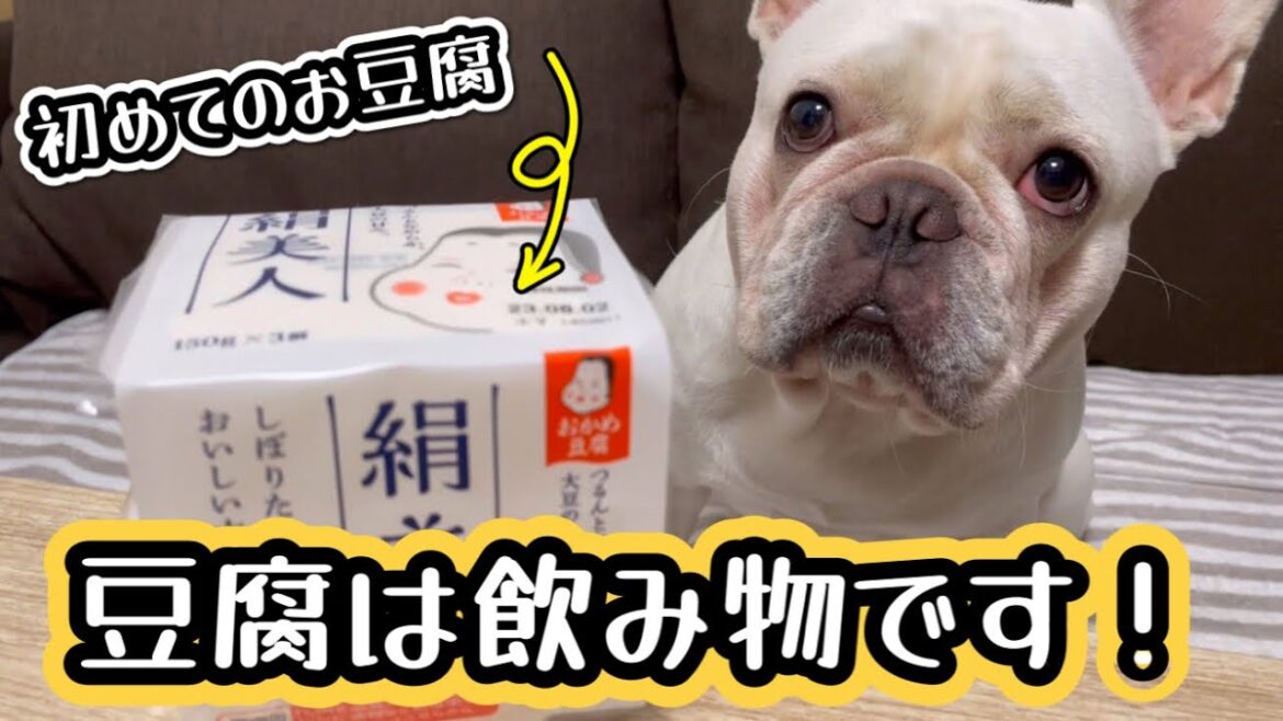 初めての豆腐をゴクゴク飲むフレンチブルドッグ！