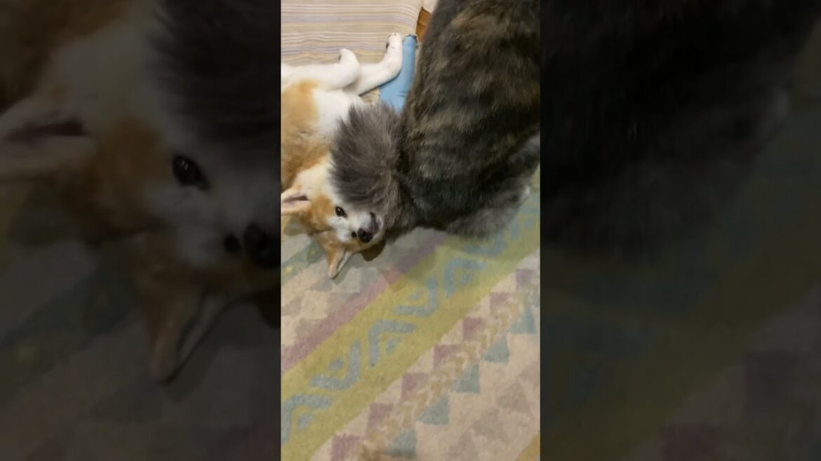 妹のあやし方が独特過ぎる可愛い秋田犬ぱたこ【Akita-inu】@akita-inu-pata #shorts 妹のあやし方が独特過ぎる可愛い秋田犬ぱたこ【Akita-inu】@akita-inu-pata #shorts