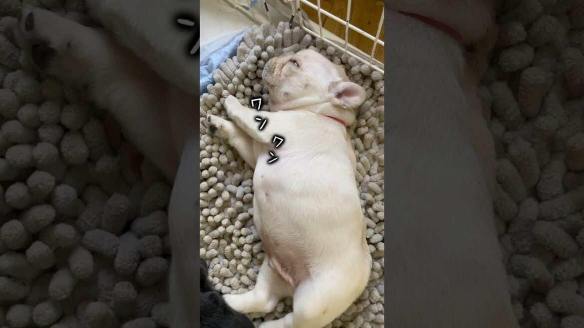 神業を習得した赤ちゃんワンコw