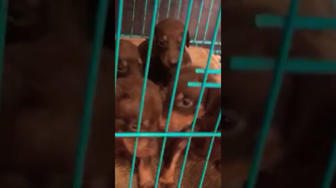 Doberman Puppies Available For Sale in Kolkata 🔥 6295024103 #doberman #reels #shorts #dogs