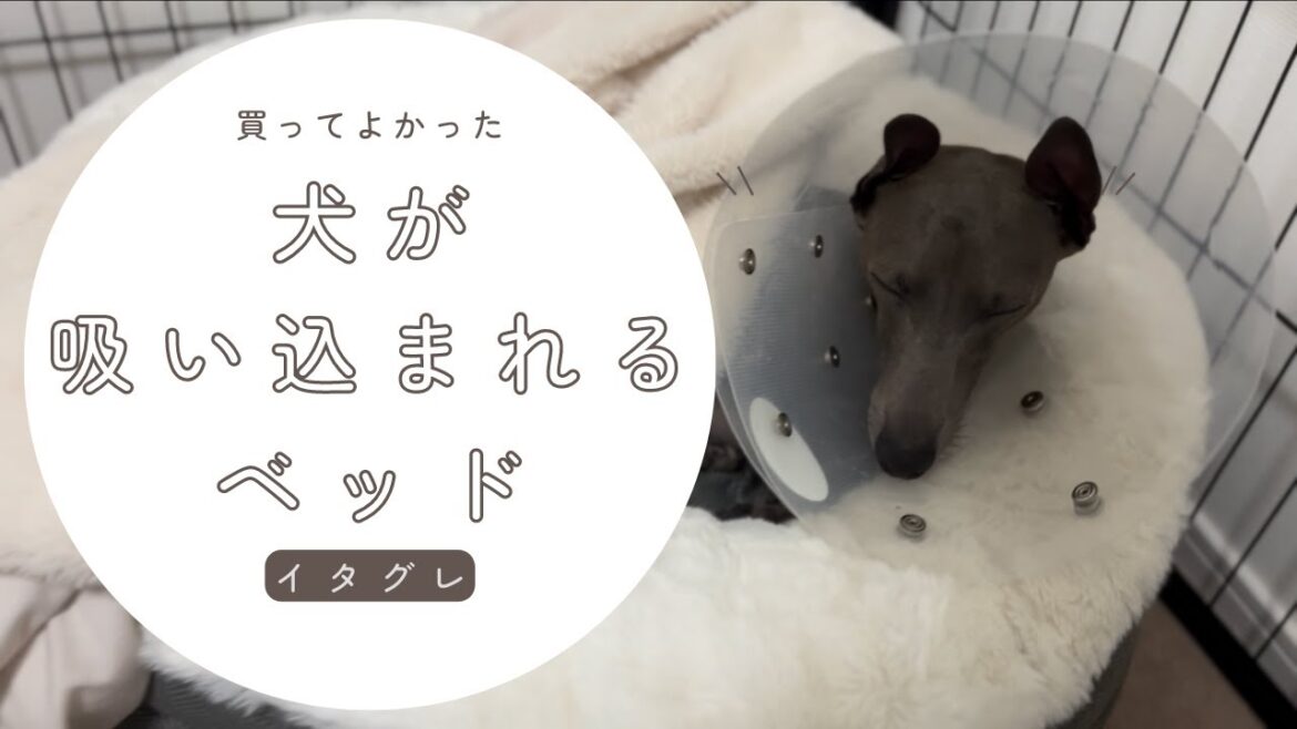 犬が吸い込まれると噂のペットベッドを買ったら とんでもないことに？！【イタグレホイホイ】【イタホイ】【イタグレ】【イタリアングレーハウンド】