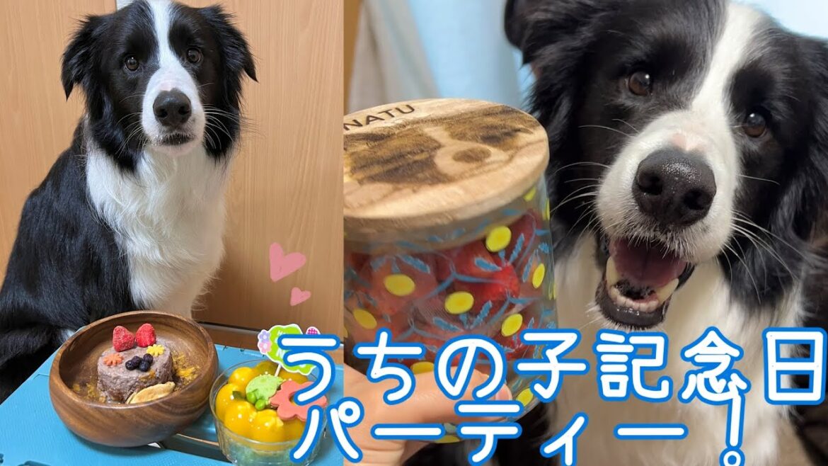 ボーダーコリーと、うちの子記念日パーティー！！我が家に来てくれてありがとう！大好きだよ！