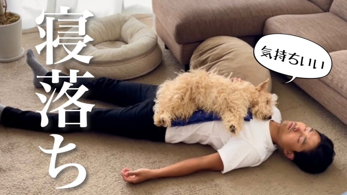 犬をダメにするひんやりグッズで愛犬が動かなくなりました。レークランドテリア(lakeland terrier)